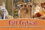 Fall Festival Fall Festival